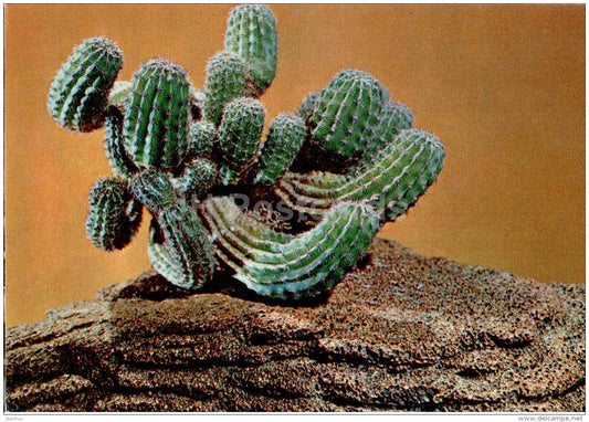 composition Cactus in the Stone - flowers - floriculture and gardening pavilion - 1976 - Russia USSR - unused - JH Postcards