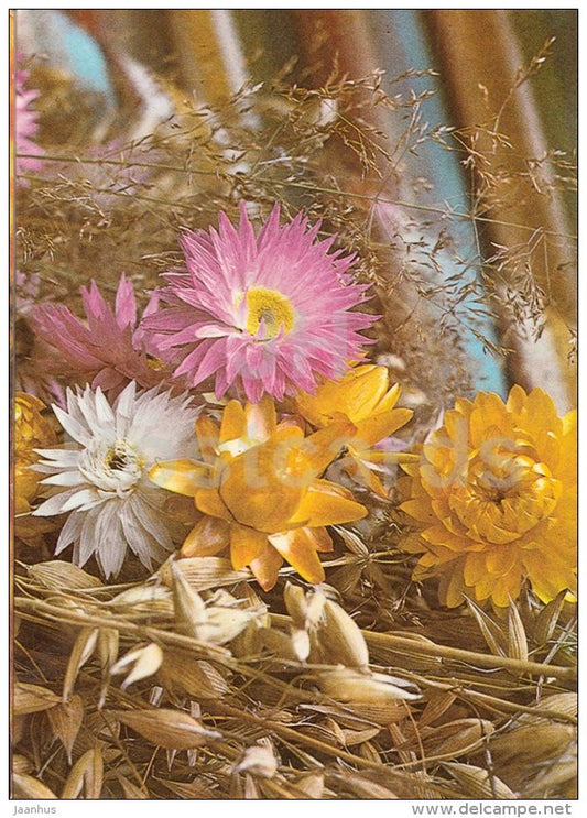 New Year greeting card - 1 - field flowers - corn - 1986 - Estonia USSR - used - JH Postcards