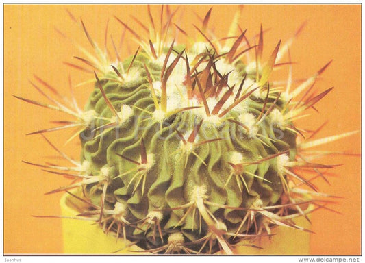 Echinofossulucactus - cactus - plants - 1990 - Russia USSR - unused - JH Postcards
