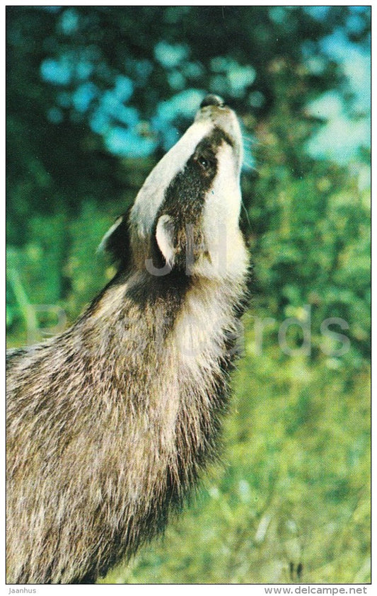 European badger - Meles meles - Zoo - 1976 - Russia USSR - unused - JH Postcards