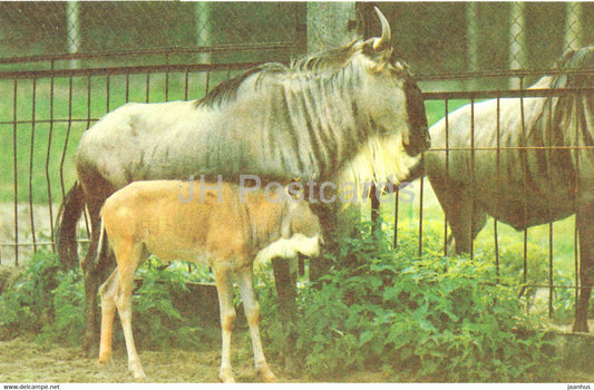 Blue wildebeest - Connochaetes taurinus - Riga Zoo - Latvia USSR - unused - JH Postcards