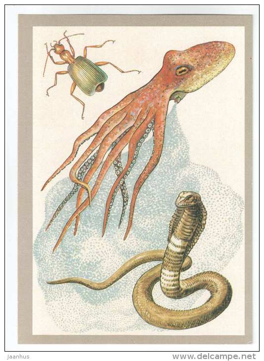 cobra - Octopus - Bombardier beetle - defensive allocation - Animals defend themselves - 1988 - Russia USSR - unused - JH Postcards