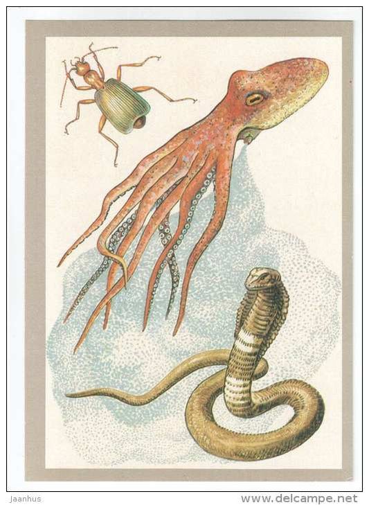 cobra - Octopus - Bombardier beetle - defensive allocation - Animals defend themselves - 1988 - Russia USSR - unused - JH Postcards