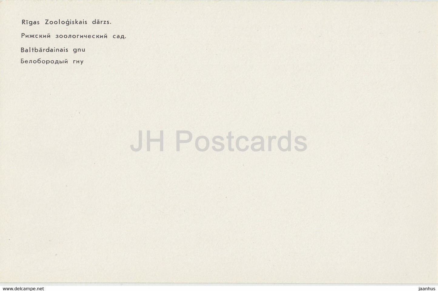 Blue wildebeest - Connochaetes taurinus - Riga Zoo - Latvia USSR - unused