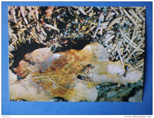 Red Wood Ant - Formica rufa - insects - 1980 - Russia USSR - unused - JH Postcards