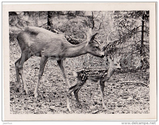 roe deer - photo - Estonia USSR - unused - JH Postcards