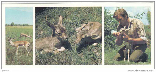 Goitered gazelle - Gazella subgutturosa - Tigrovaya Balka Nature Reserve - 1983 - Russia USSR - unused - JH Postcards