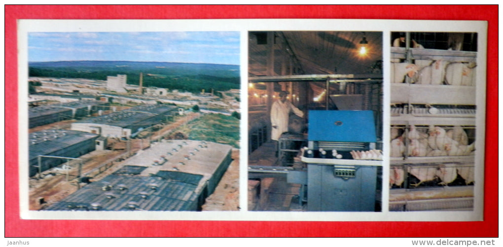 Industrial poultry of Valdai region - chicken - Valday - 1978 - USSR Russia - unused - JH Postcards