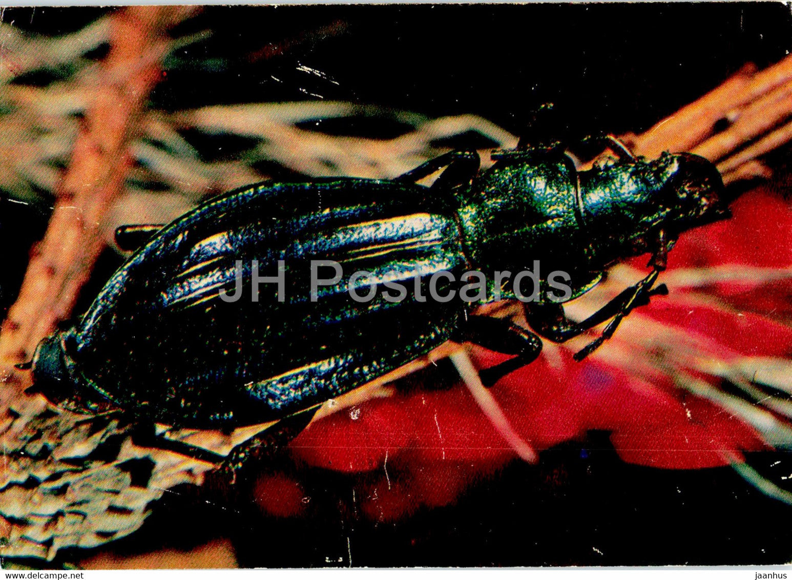 Carabus auronitens - insects - 1977 - Russia USSR - unused - JH Postcards