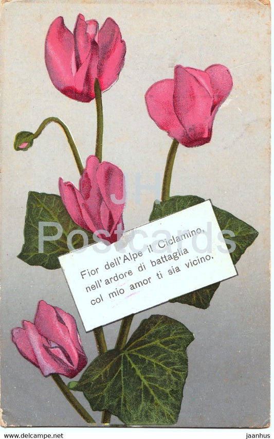 Fior dell'Alpe il Ciclamiino - red flowers - old postcard - 1916 - Italy - used - JH Postcards