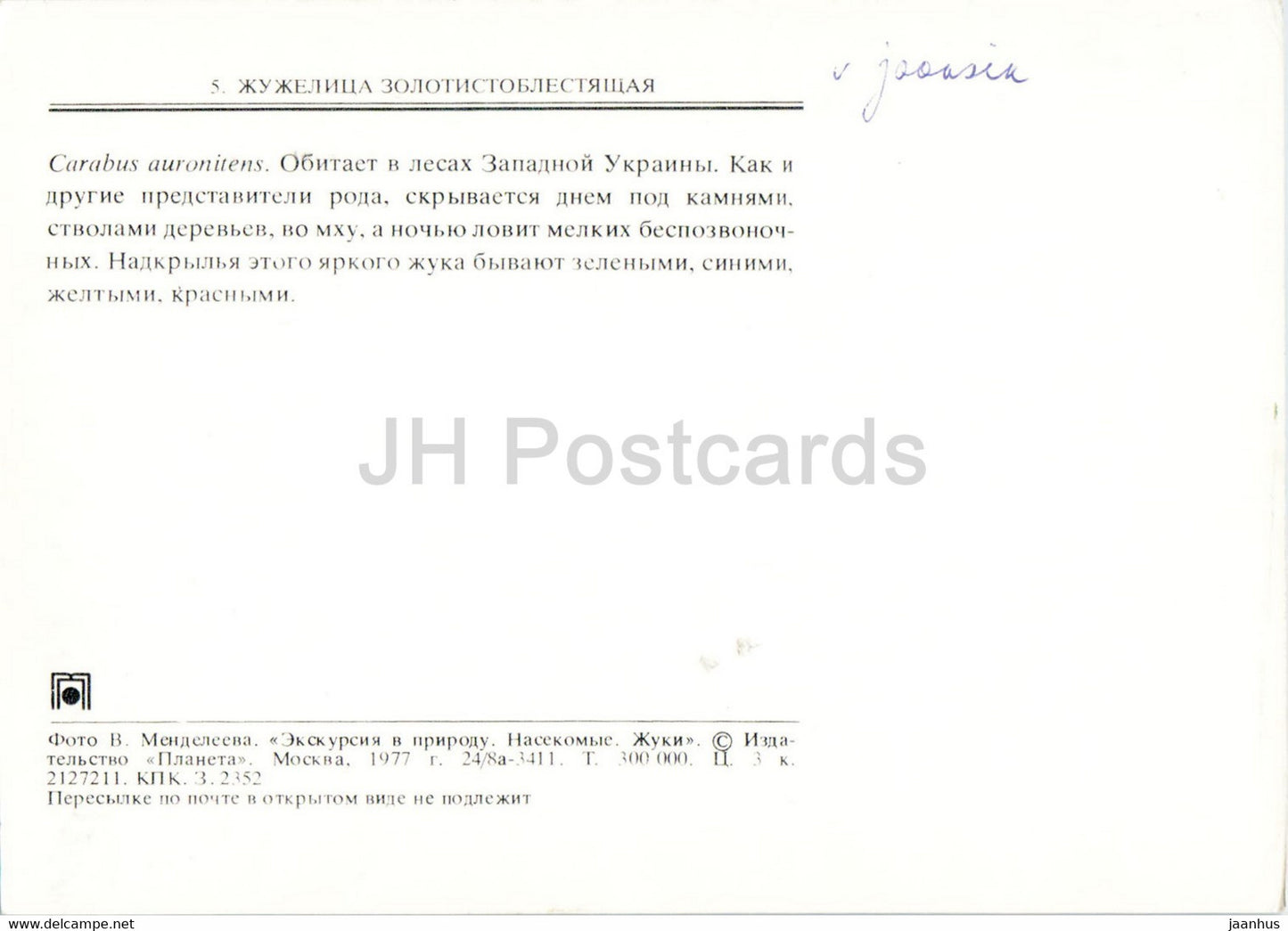 Carabus auronitens – Insekten – 1977 – Russland UdSSR – unbenutzt