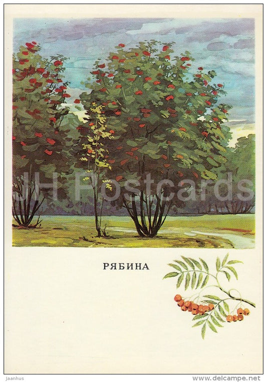Rowan - Sorbus - Russian Forest - trees - illustration by G. Bogachev - 1979 - Russia USSR - unused - JH Postcards