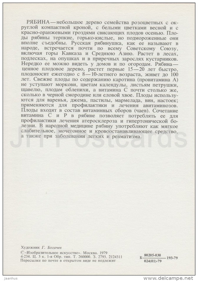 Rowan - Sorbus - Russian Forest - trees - illustration by G. Bogachev - 1979 - Russia USSR - unused - JH Postcards
