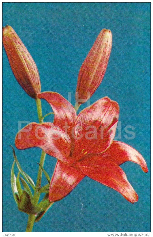 Ruby - flowers - Lily - Russia USSR - 1981 - unused - JH Postcards