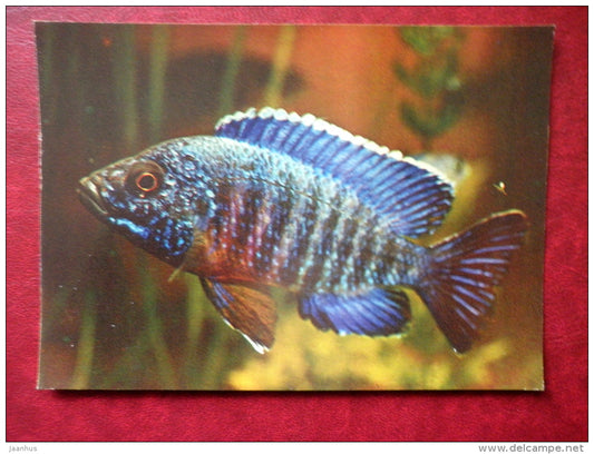 Emperor Cichlid - Aulonocara njassae - aquarium fishes - 1982 - Russia USSR - unused - JH Postcards