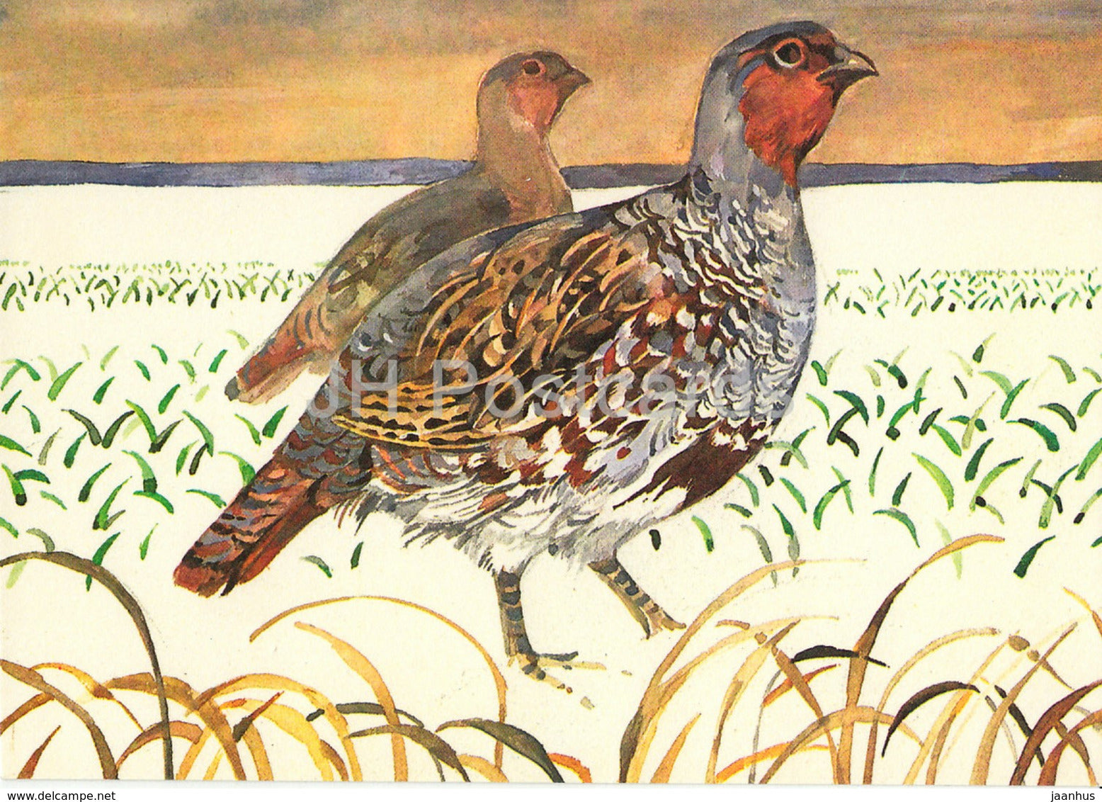 New Year Greeting Card by T. Tulev - Grey partridge - Perdix perdix - birds - 1986 - Estonia USSR - unused - JH Postcards