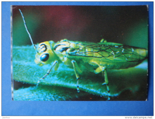 Sawfly - Rhogogaster sp - insects - 1980 - Russia USSR - unused - JH Postcards