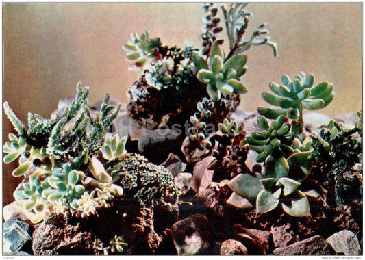 composition Micro-Garden at Stones - flowers - floriculture and gardening pavilion - 1976 - Russia USSR - unused - JH Postcards