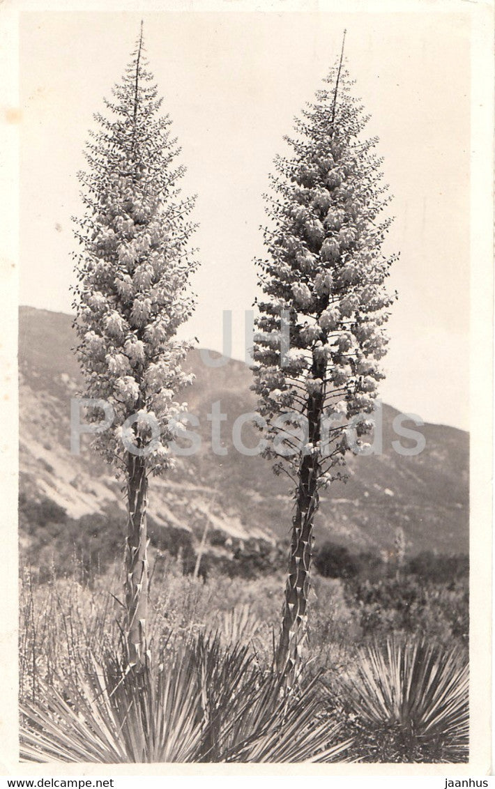 Plants - Pasadena - California - old postcard - 1922 - United States - USA - used - JH Postcards