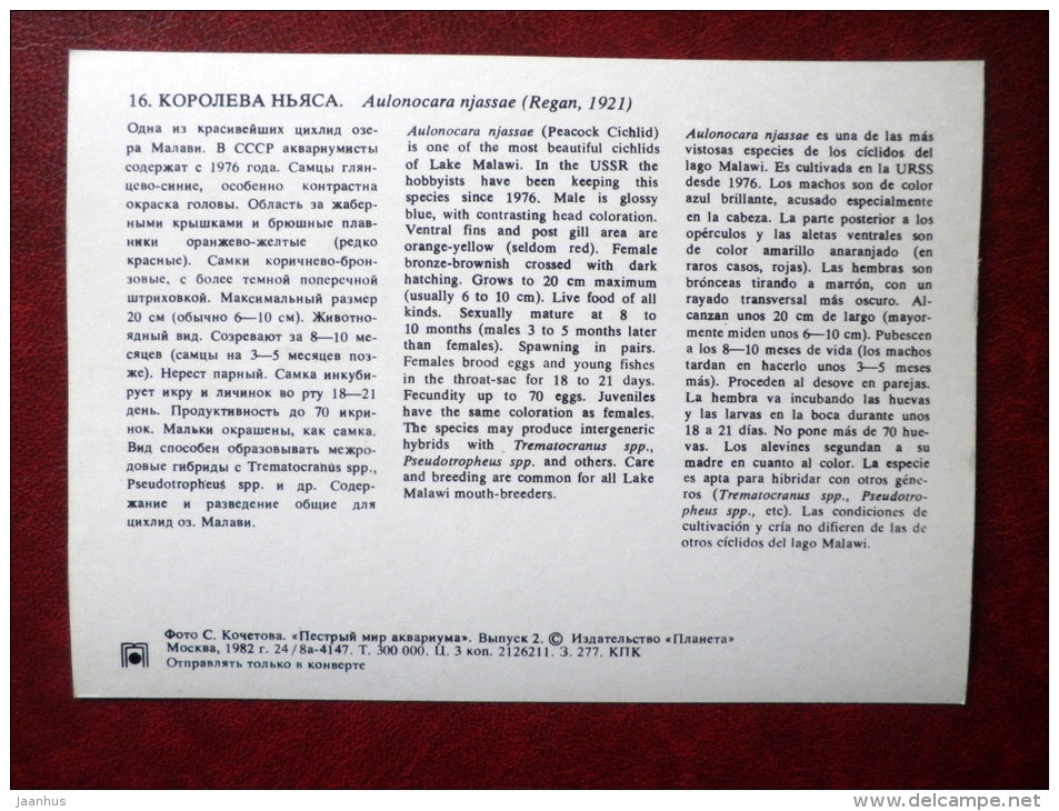 Emperor Cichlid - Aulonocara njassae - aquarium fishes - 1982 - Russia USSR - unused - JH Postcards