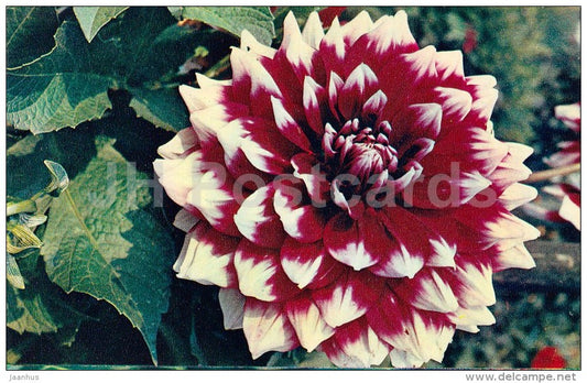 Dahlia - flowers - 1972 - Russia USSR - unused - JH Postcards