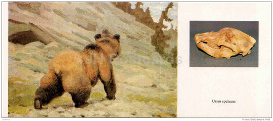 Cave bear - Ursus spelaeus - skull - illustration by Flerov - paleontology - 1989 - Russia USSR - unused - JH Postcards