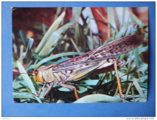 Migratory locust - Locusta migratoria - insects - 1980 - Russia USSR - unused - JH Postcards