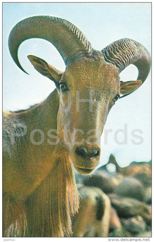 Barbary sheep - Ammotragus lervia - Zoo - 1976 - Russia USSR - unused - JH Postcards