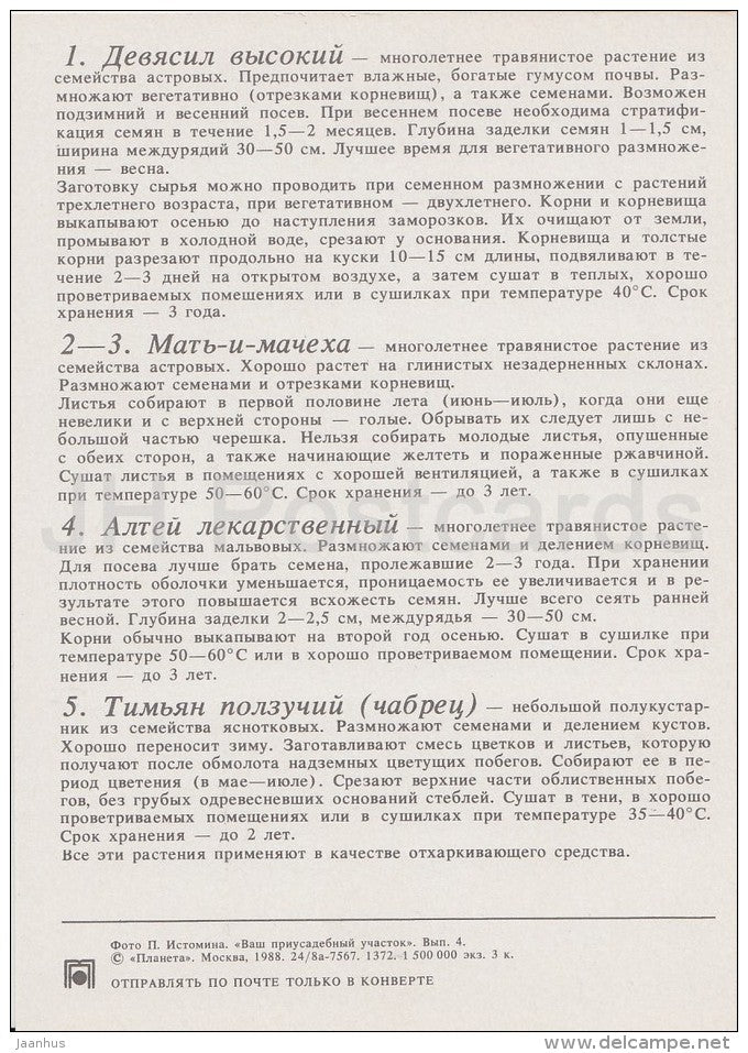 Aloe Vera - Marigold - Milfoil - Chamomile - Medicinal Plants - Herbs - 1988 - Russia USSR - unused - JH Postcards