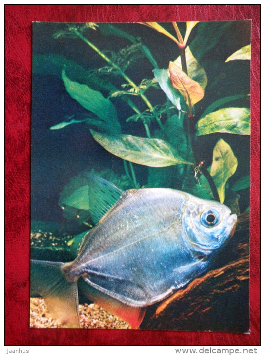 Silver Dollar - Metynnis hypsauchen - aquarium fish - 1980 - Russia USSR - unused - JH Postcards