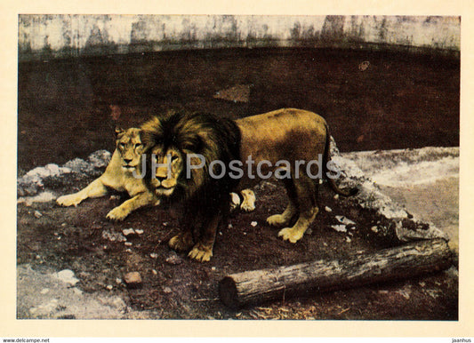 Riga Zoo - Lion - Latvia USSR - unused - JH Postcards