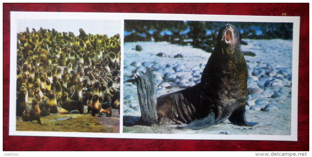 Fur Seals  - Komandorski Commander islands - 1975 - Russia USSR - unused - JH Postcards