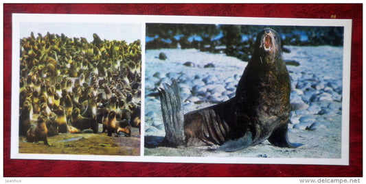 Fur Seals  - Komandorski Commander islands - 1975 - Russia USSR - unused - JH Postcards