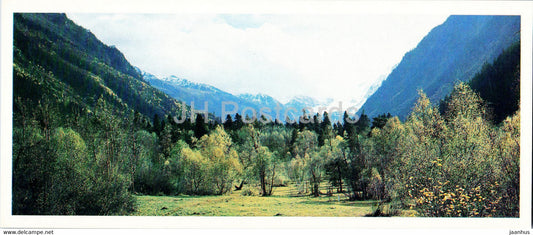 Teberda Nature Reserve - Reserved forests - 1982 - Russia USSR - unused - JH Postcards