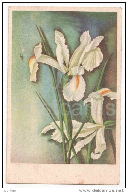 Greeting Card - White flowers - IL - old postcard - circulated in Estonia 1940s - JH Postcards