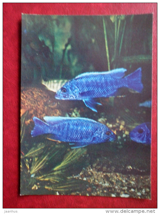 Blue Hap - Haplochromis jacksoni - aquarium fishes - 1982 - Russia USSR - unused - JH Postcards