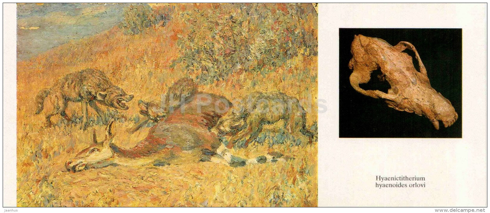 hyaenictitherium orlovi - skull - illustration by Flerov - paleontology - 1989 - Russia USSR - unused - JH Postcards