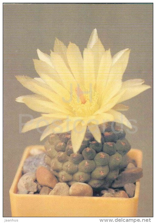 Pyrrhocactus glabrescens - cactus - plants - 1990 - Russia USSR - unused - JH Postcards