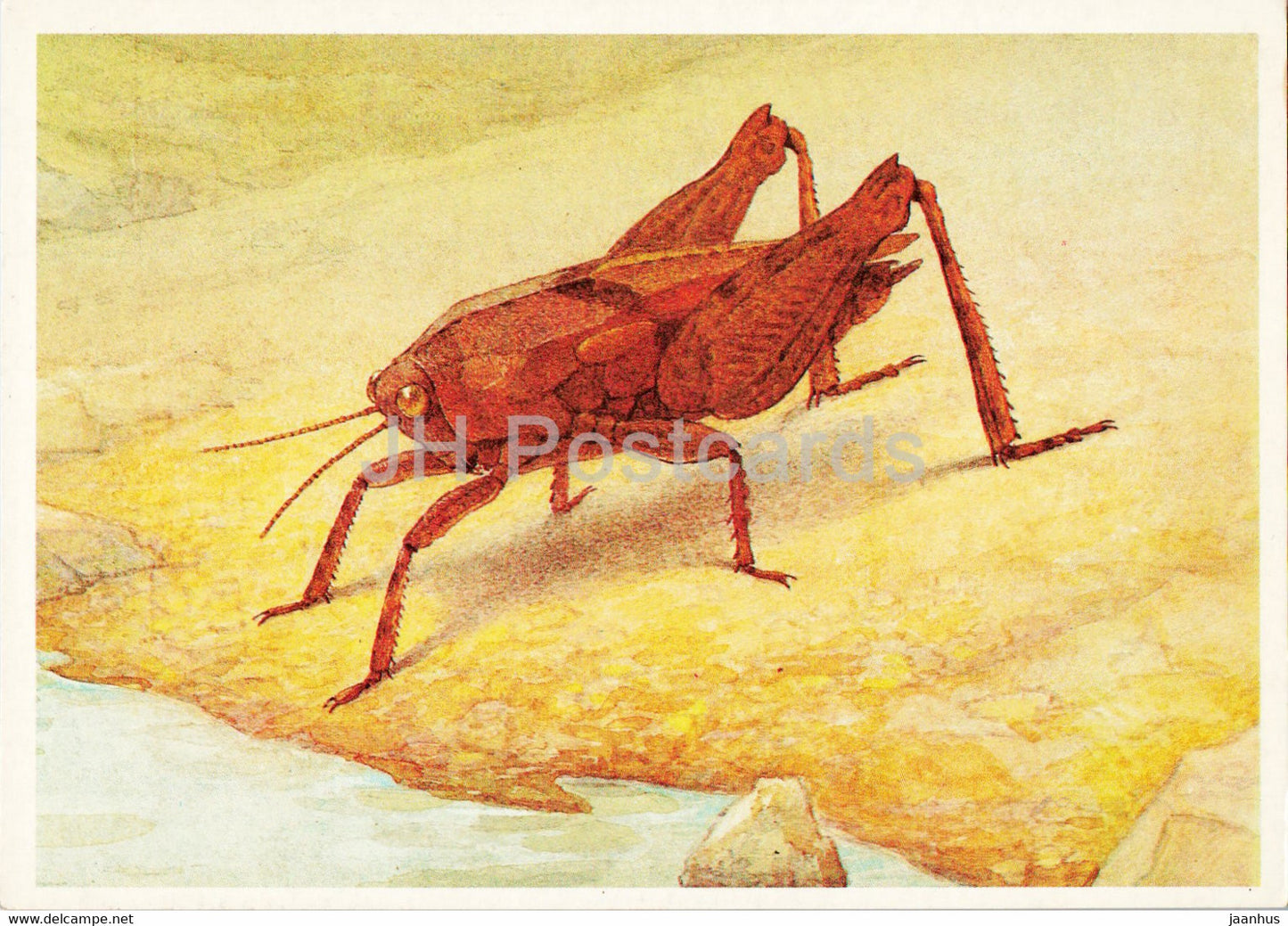 Tetrix bipunctata - Two Spotted grasshopper - Insects - illustration - 1990 - Russia USSR - unused - JH Postcards