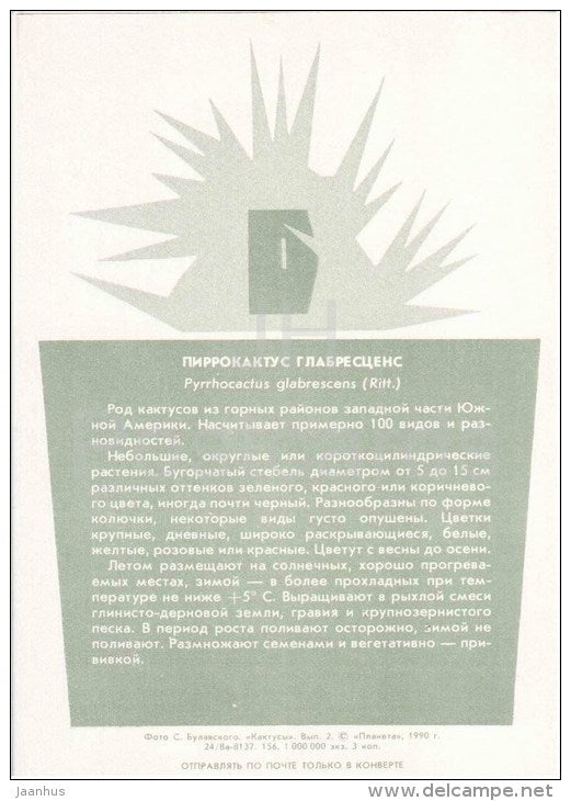 Pyrrhocactus glabrescens - cactus - plants - 1990 - Russia USSR - unused - JH Postcards