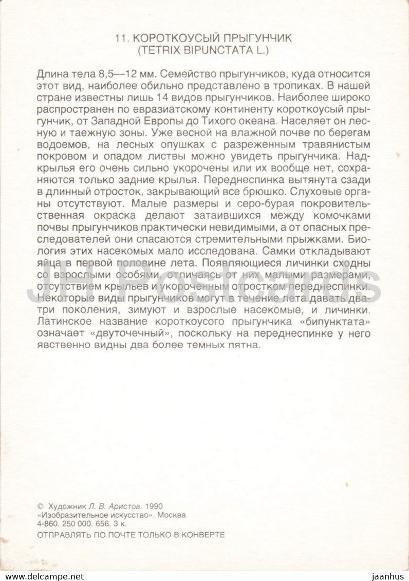 Tetrix bipunctata - Sauterelle à deux points - Insectes - illustration - 1990 - Russie URSS - inutilisé