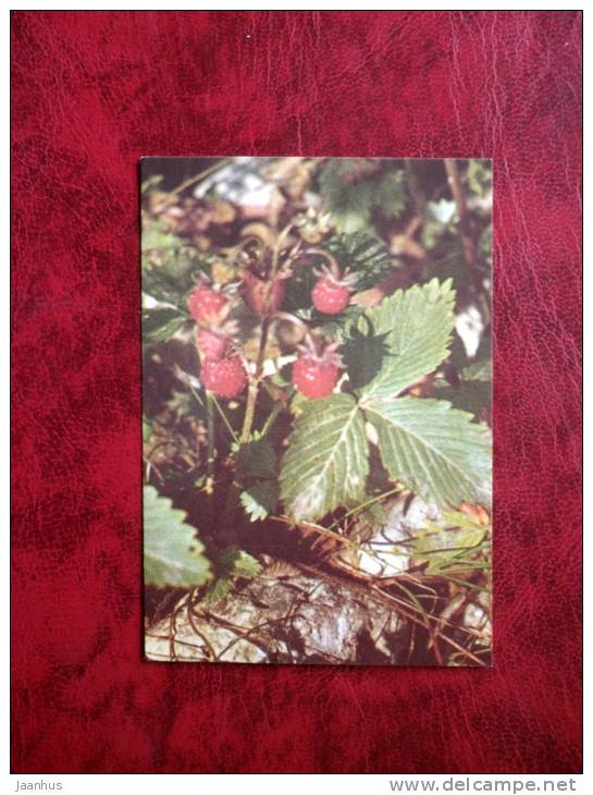 strawberry - berries - plant - mini card - 1987 - Estonia - USSR - unused - JH Postcards