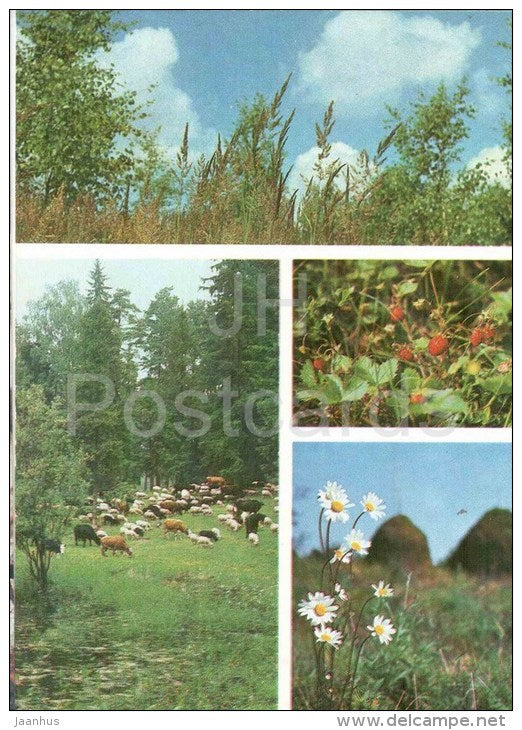 Summer - cow - sheep - strawberry - daisy - Seasons - 1984 - Russia USSR - unused - JH Postcards