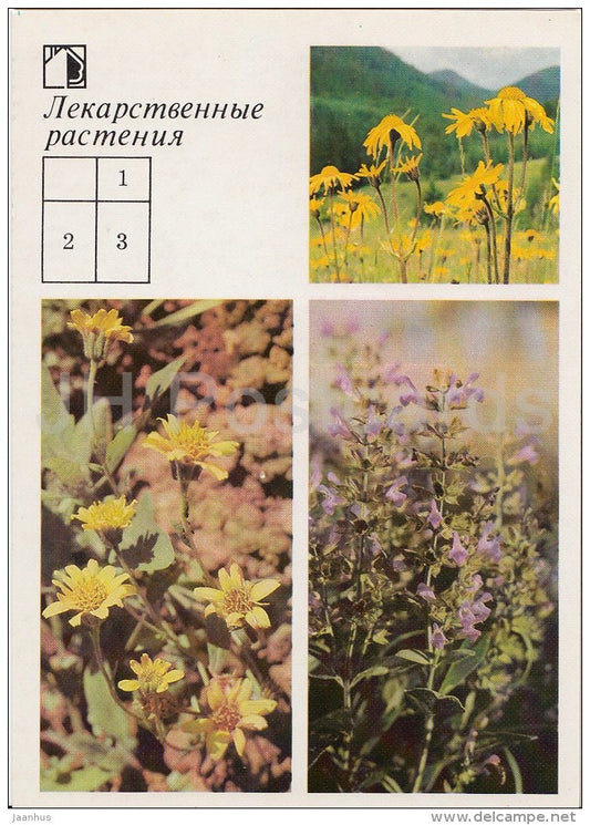 Mountain arnica - Leafy arnica - Common sage - Medicinal Plants - Herbs - 1988 - Russia USSR - unused - JH Postcards