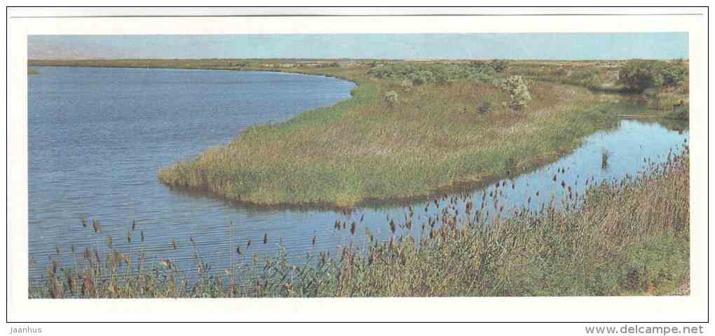 Reeds - Tigrovaya Balka Nature Reserve - 1983 - Russia USSR - unused - JH Postcards