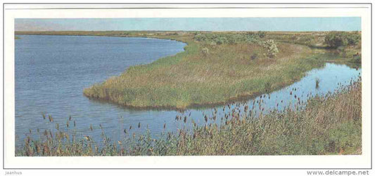 Reeds - Tigrovaya Balka Nature Reserve - 1983 - Russia USSR - unused - JH Postcards