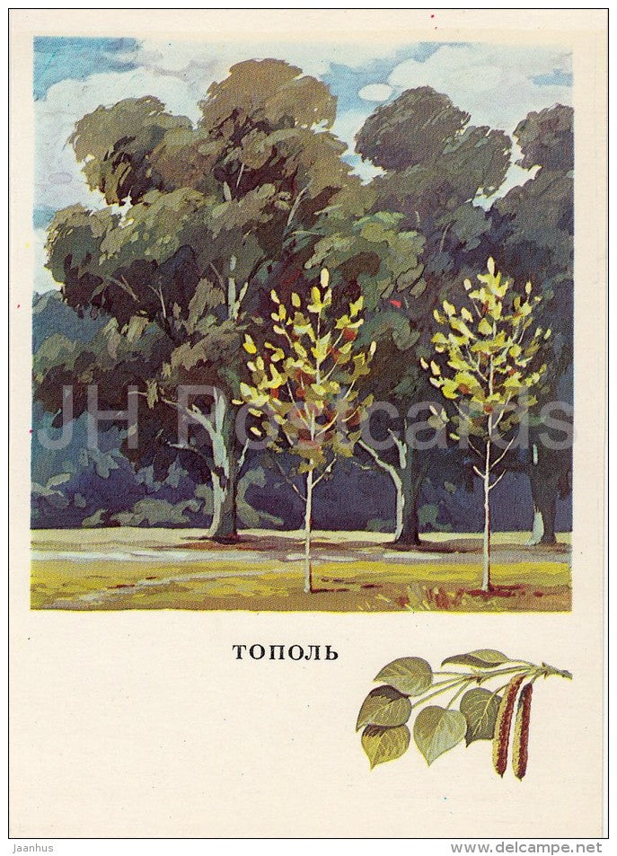 Poplar - Russian Forest - trees - illustration by G. Bogachev - 1979 - Russia USSR - unused - JH Postcards