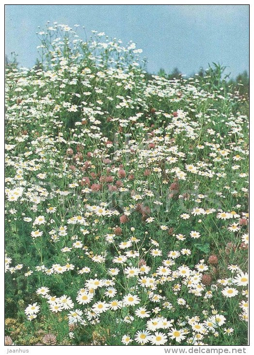 Summer - daisy field - Seasons - 1984 - Russia USSR - unused - JH Postcards