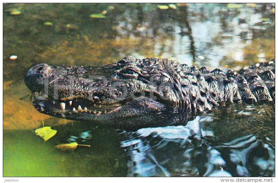 American alligator - Alligator mississippiensis - Zoo - 1976 - Russia USSR - unused - JH Postcards