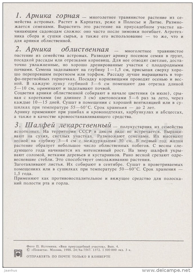Mountain arnica - Leafy arnica - Common sage - Medicinal Plants - Herbs - 1988 - Russia USSR - unused - JH Postcards